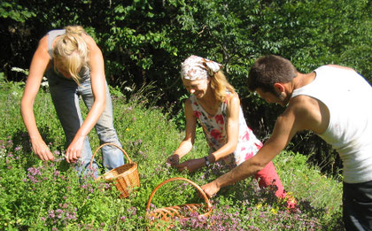 Einsammeln von Wildblüten, Kärnten