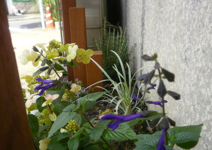 先日植えたサルビア・ガラニチカは暑くなってより元気に。涼しげな青紫の花に癒されます♪