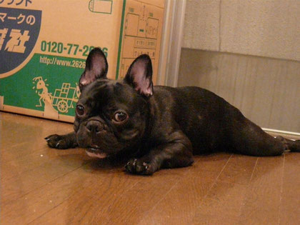 ただ今引越準備中だよ!ダンボール前で一休み。