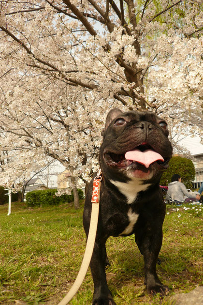 鴨川沿いは桜が満開で花見してる人がいっぱいだよww