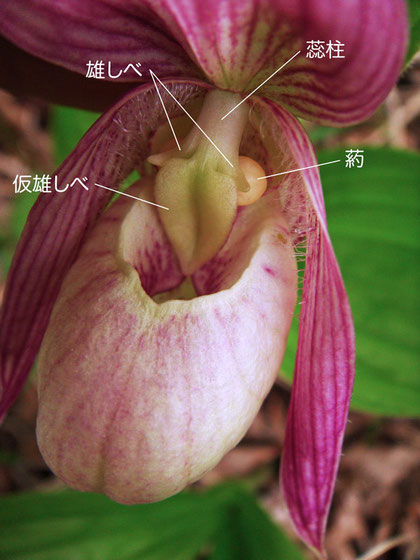 アツモリソウの花の構造（蕊柱、雄しべ、仮雄しべ、葯）