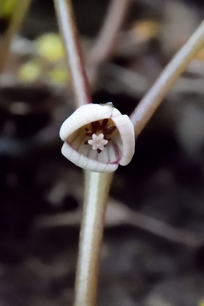 フタバアオイ (双葉葵) 　　たくさん蕾や開花した花をつけていた