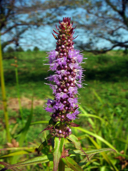 ミズトラノオ　花糸の中ほどに細毛が密生するのが特徴