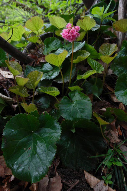 　オオイワカガミ（大岩鏡）　花が小さく見えるほど葉が大きい！