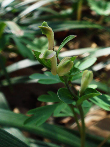 ジロボウエンゴサク　Kenが見たかった花はまだ開花していなかった