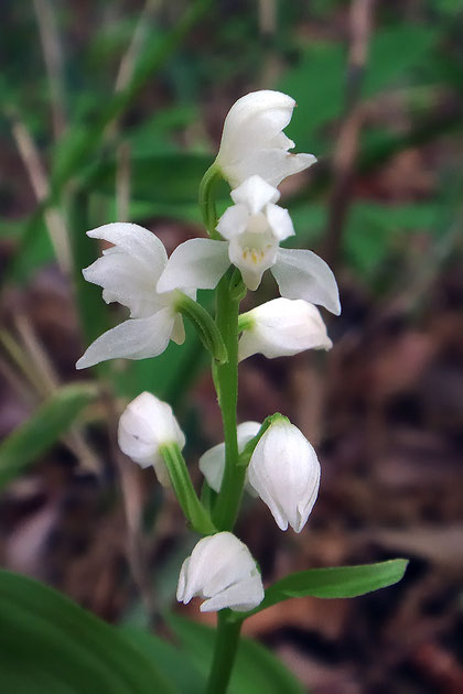 ＃３　大きく開いたギンランの花