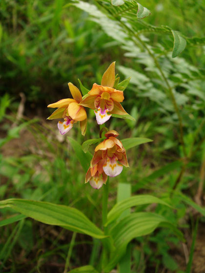 カキラン　(柿蘭)　ラン科 カキラン属　　2012.06.30 東京都