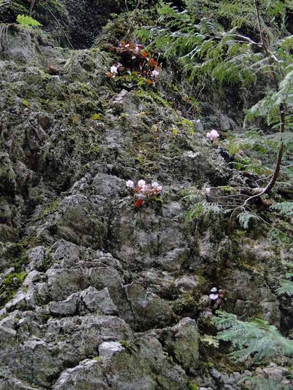 トクワカソウ　2010.04.03　岐阜県　奥美濃