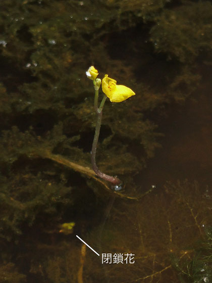 フサタヌキモの閉鎖花