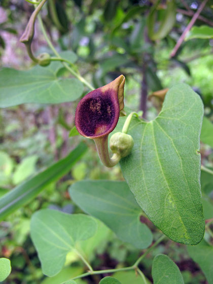 #13　ウマノスズクサ　(馬の鈴草)　やや盛りを過ぎた(？)花