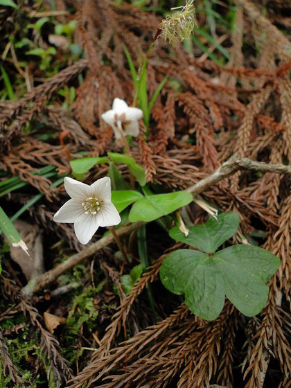 　ミヤマカタバミ　　2010.04.04　岐阜県