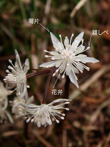 セリバオウレン　雄花（萼片、花弁、雄しべ）　2013.02.11　東京都あきる野市