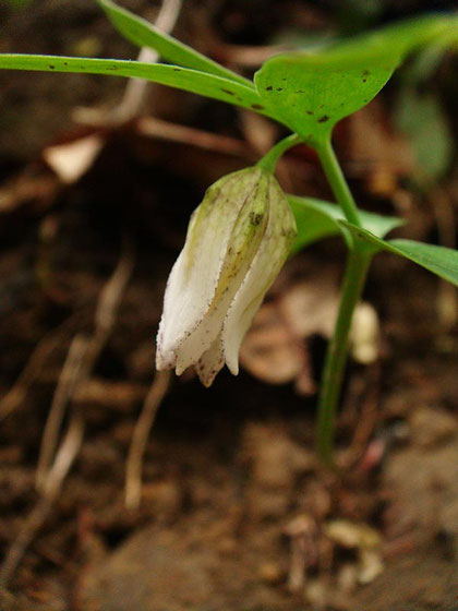 　コシノコバイモ（越の小貝母）　花は終わり花被はすぼまっている