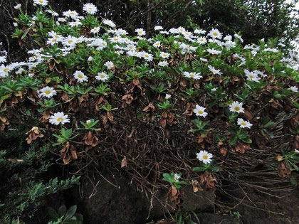 ハマギク　　茎は木質化している。　　　2010.11.06 茨城県