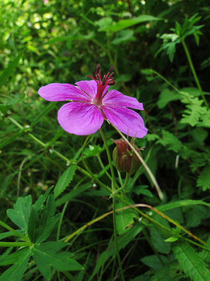 アサマフウロ　2010.08.21　　長野県　八ヶ岳山麓