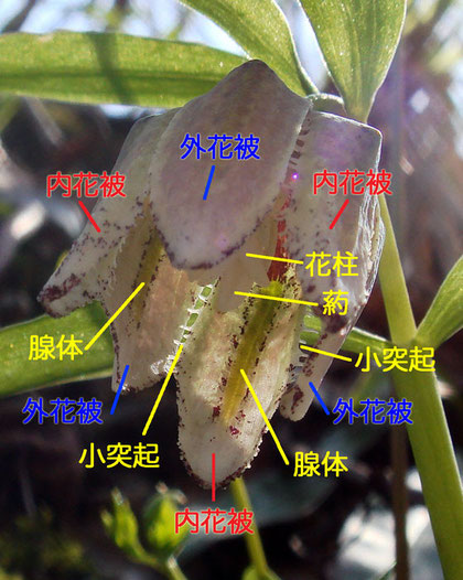 コシノコバイモ　2008.04.06　新潟県