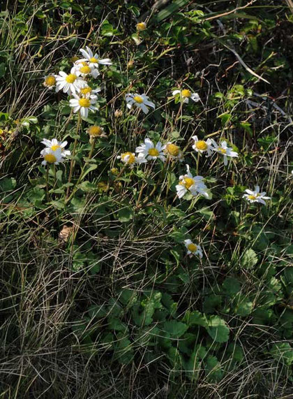 コハマギク　(小浜菊)　キク科 キク属　　　2010.11.06 茨城県