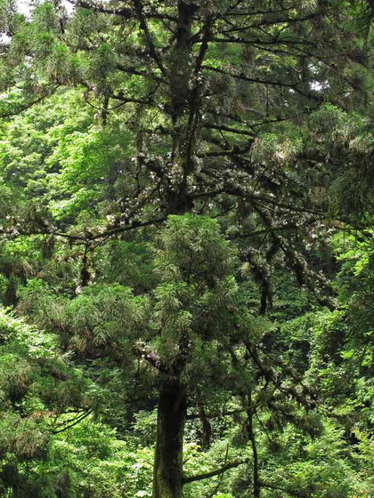 　セッコク　　2012.06.20　東京都　高尾山