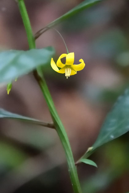 モロコシソウの茎には明瞭な稜があった