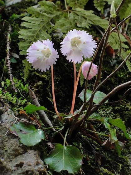 トクワカソウ　2010.04.03　岐阜県　奥美濃