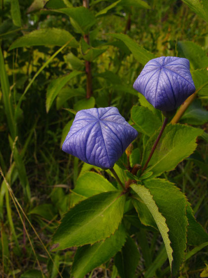 キキョウ（開花直前）