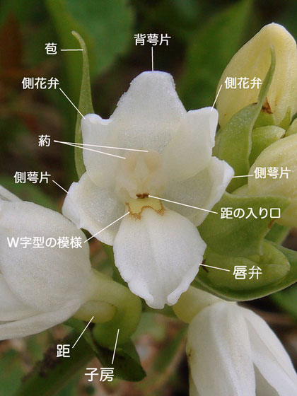 オノエランの花の構造（背萼片、側花弁、側萼片、唇弁、葯、距の入口、苞、子房） 2007.06.21 野反湖