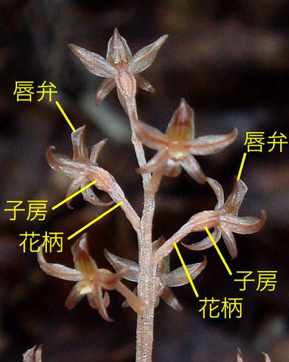 ヒメムヨウランの子房と花柄の様子（唇弁、子房、花柄）　2012..07.08　長野県