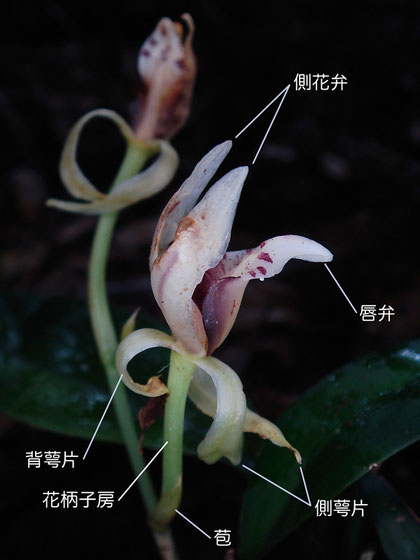 ナギランの花の構造　側面（側花弁、唇弁、背萼片、側萼片、花柄子房）