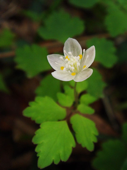 　2012.05.11　神奈川県