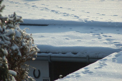 (c) S. Rieger  Dach mit Katzenspuren - Roof with cat tracks