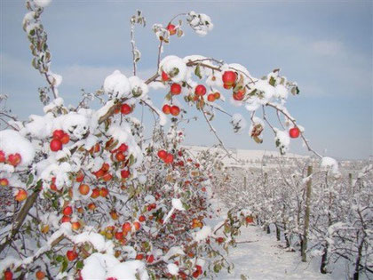 photo pommiers pink rose sous la neige