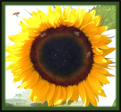 Sonnenblume