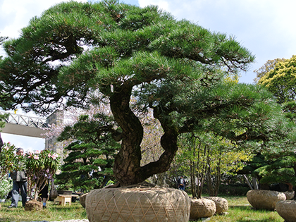 植木の紹介 - 日本庭園・樹木販売 有限会社老木園 植木の紹介 - 日本庭園・樹木販売 有限会社老木園