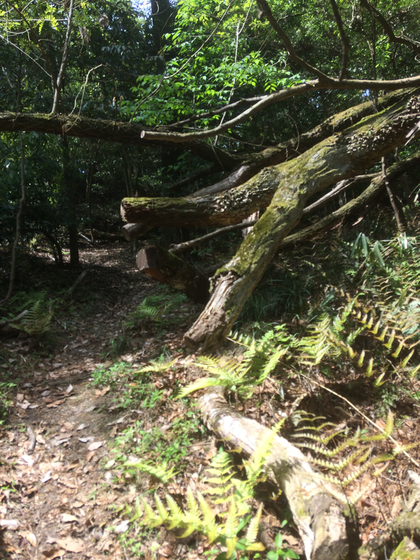 日下山直越の道(筆者撮影)