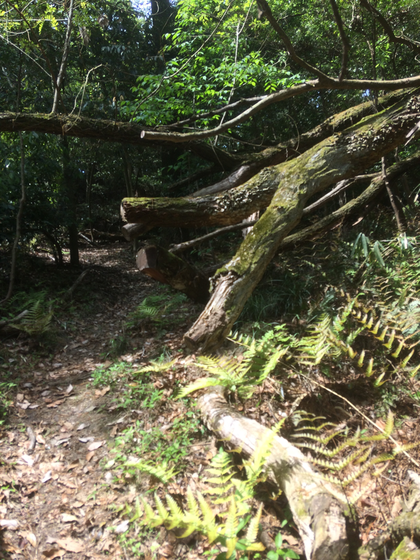 日下山直越の道（筆者撮影）