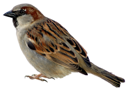 Image animaux detourée transparent sur fond blanc moineau domestique png