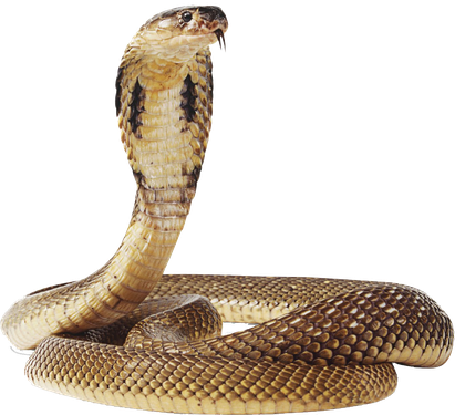 Image animaux detourée transparent sur fond blanc cobra royal png