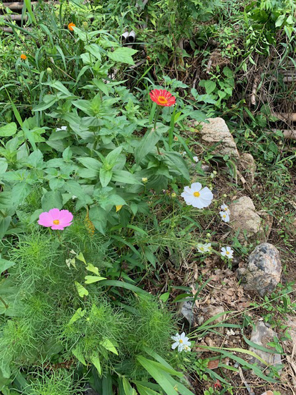にじの畑には、花を植栽する区域を設けています。コスモスやマリーゴールド、藍など種から育てています。