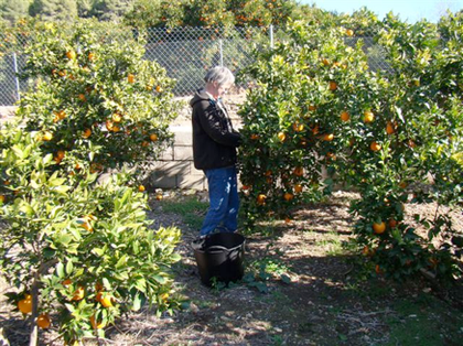 photo orangers en Espagne