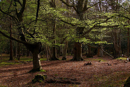 Photograph of a beech wood by treehouse1977/ Jim Champion on flickr. Reusable under Creative Commons Attribution-Share Alike 2.0 Generic