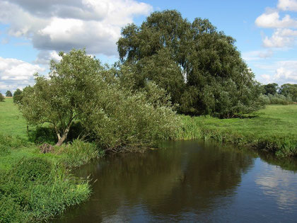 A typical willow habitat (here on the River Blythe). The tree in the foreground is a willow.