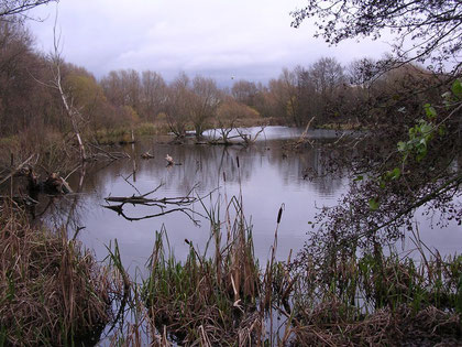 Plantsbrook Nature Park looking south-east towards the Kingsbury Road