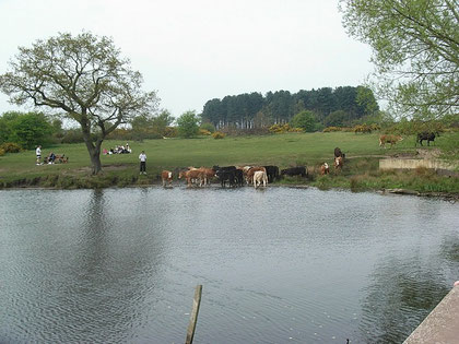 Longmoor Pool. The mill would have been just out of sight at the top right of the picture.