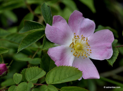 Rosa jundzillii-Rosa trachyphylla - Rosa marginata - Jundzills-Rose - Rauhblättrige Rose - Rosier de Jundzill - Rosa di Jundzill-Wildrosen-Wildsträucher-Heckensträucher-Artenvielfalt-Ökologie-Wildrose