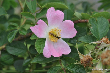 Rosa rubiginosa - Wein-Rose - Schottische Zaunrose - Rosier églantier - Rosa balsamina - Wildrosen - Wildsträucher - Heckensträucher - Artenvielfalt - Ökologie - Biodiversität - Wildrose