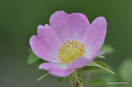 Rosa rubiginosa - Wein-Rose - Schottische Zaunrose - Rosier églantier - Rosa balsamina - Wildrosen - Wildsträucher - Heckensträucher - Artenvielfalt - Ökologie - Biodiversität - Wildrose