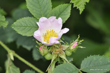 Rosa jundzillii-Rosa trachyphylla-Rosa marginata-Jundzills-Rose-Rauhblättrige Rose-Rosier de Jundzill-Rosa di Jundzill-Wildrosen-Wildsträucher-Heckensträucher-Artenvielfalt-Ökologie - Wildrose