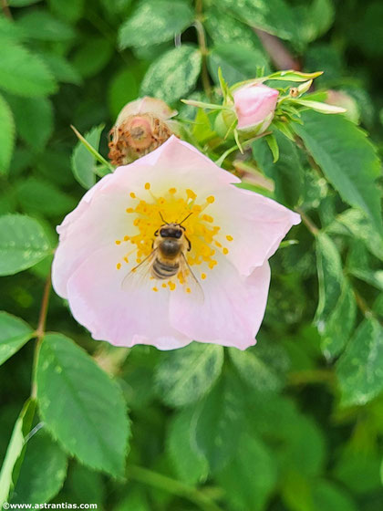 Rosa subcanina - Fast Hundsrose - Falsche Hundsrose - Faux Rosier des chiens - Rosa subcanina - Wildrosen - Wildsträucher - Heckensträucher - Artenvielfalt - Ökologie - Biodiversität - Wildrose