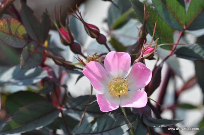 Rosa glauca - Rosa rubrifolia - Rosa ferruginea - Bereifte Rose - Rotblättrige Rose - Hechtrose - Rotblatt-Rose - Rosier glauque - Rosa paonazza - Wildrosen - Wildsträucher - Heckensträucher-Wildrose