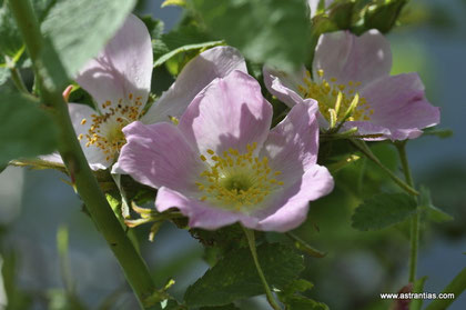 Rosa villosa - Rosa pomifera - Apfel-Rose - Rosier velu - Rosa pomo - Wildrosen - Wildsträucher - Heckensträucher - Artenvielfalt - Ökologie - Biodiversität - Wildrose